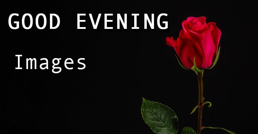 Good-Evening-Rose-Images