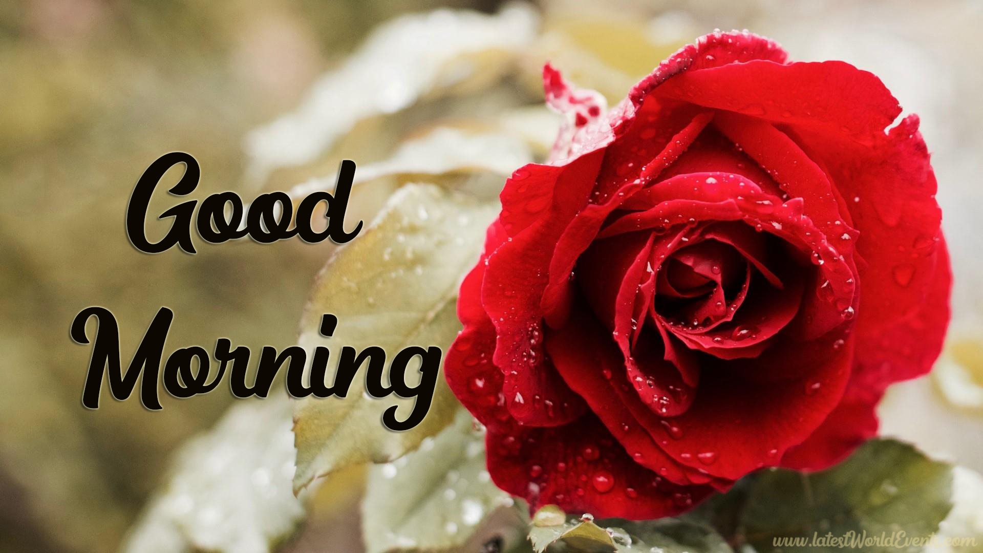 good-morning-my-love-quotes