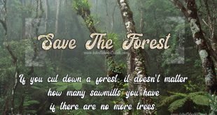 forest-day-images-2019